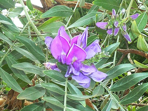 Mundulea sericea