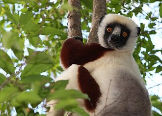 Propithecus coquereli