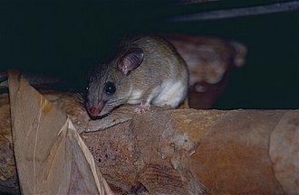 Eliurus myoxinus