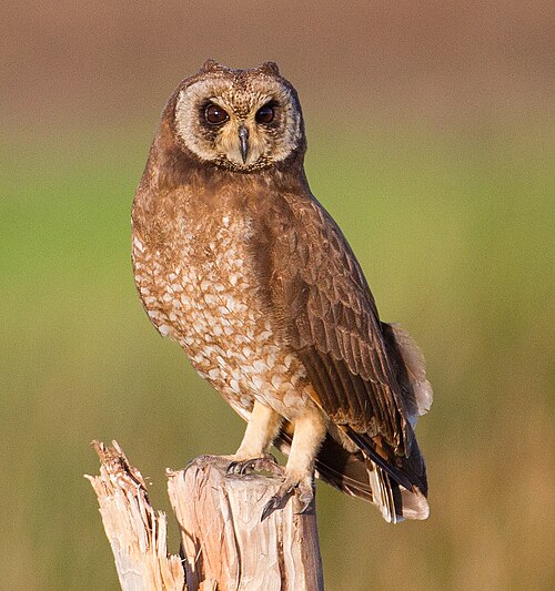 Hibou du Cap (Asio capensis)