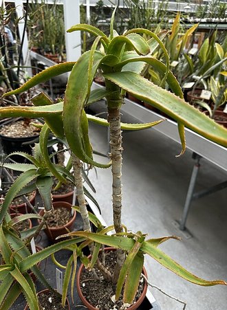 Aloe berevoana