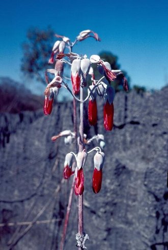 Kalanchoe bogneri