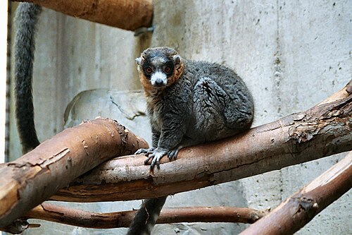 Lémur mongos (Eulemur mongoz)
