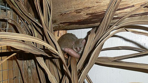 Microcèbe gris-roux (Microcebus griseorufus)