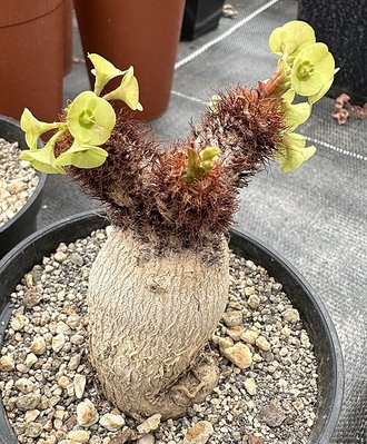 Euphorbia ramena