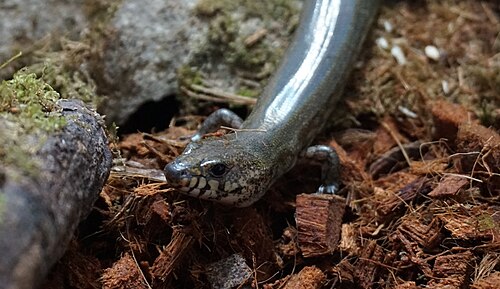Amphiglossus reticulatus