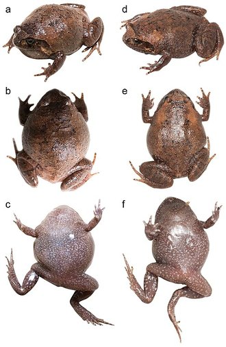 Rhombophryne nilevina