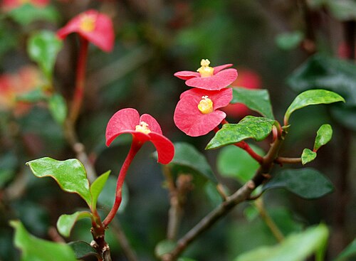 Euphorbia geroldii