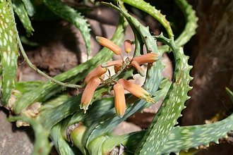 Aloe andringitrensis