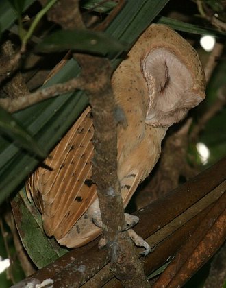 Effraie de Soumagne (Tyto soumagnei)