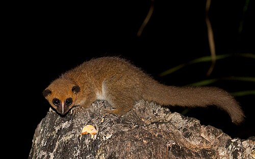 Cheirogaleus grovesi