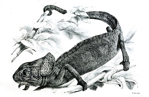 Chamaeleo monachus