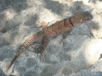 Oplurus cyclurus