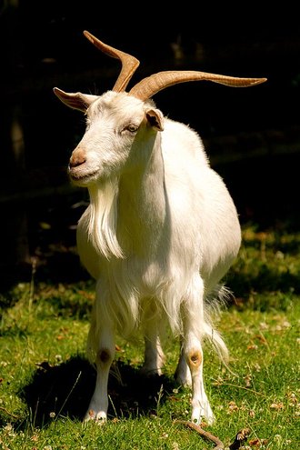 Capra hircus