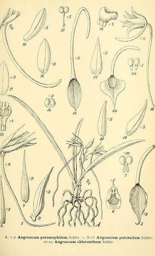 Angraecum potamophilum