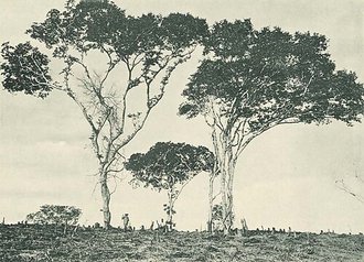 Hymenaea verrucosa