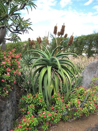 Aloe vaombe
