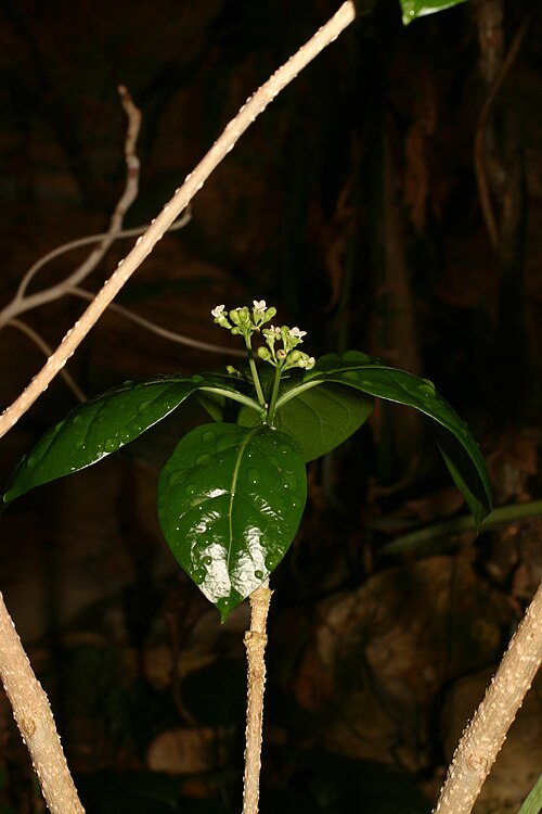 Grevea madagascariensis