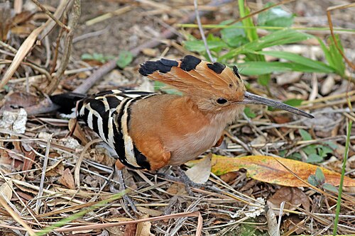 Huppe de Madagascar (Upupa marginata)