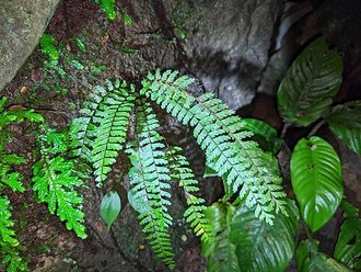 Asplenium formosum