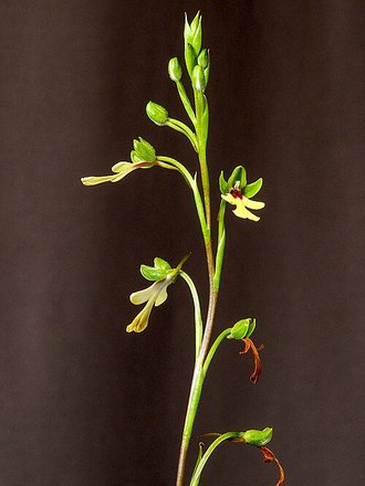 Cynorkis flexuosa