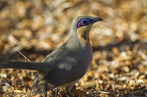 Coua coureur (Coua cursor)