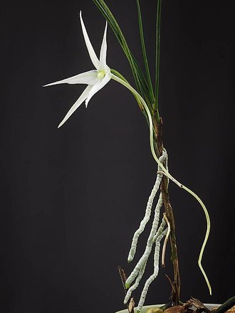 Angraecum popowii