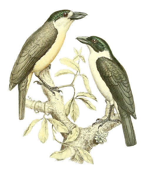 Vanga de Van dam (Xenopirostris damii)