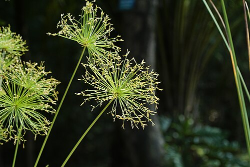 Cyperus prolifer