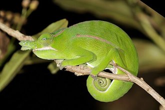 Furcifer petteri