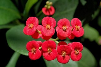 Couronne d'épines (Euphorbia milii)