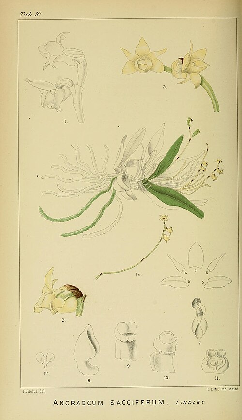 Angraecum sacciferum