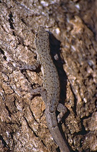 Lygodactylus pictus