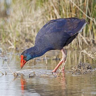 Talève sultane (Porphyrio porphyrio)