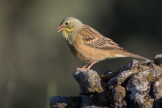 Bruant ortolan (Emberiza hortulana)