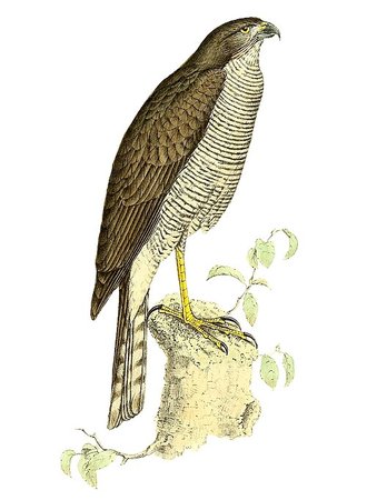 Épervier de Madagascar (Accipiter madagascariensis)