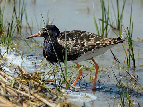 Combattant varié (Calidris pugnax)