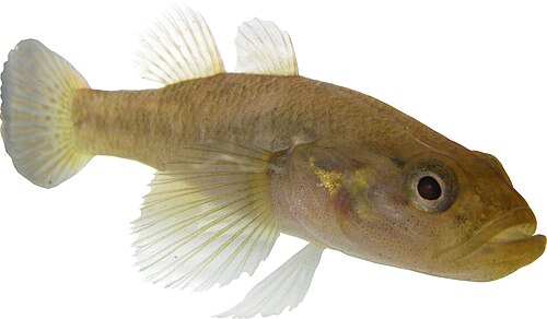 Ratsirakia legendrei