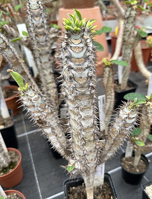 Euphorbia caput-aureum