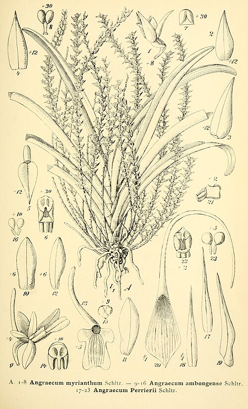 Angraecum myrianthum