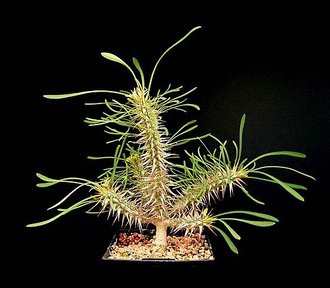 Euphorbia rossii