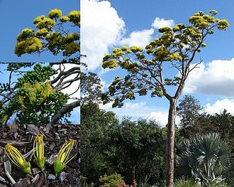Delonix floribunda