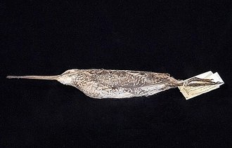Bécassine malgache (Gallinago macrodactyla)