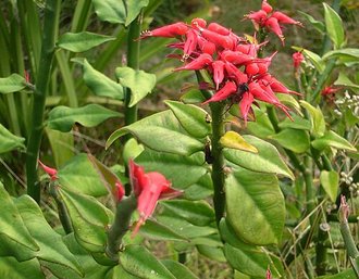 Euphorbia tithymaloides