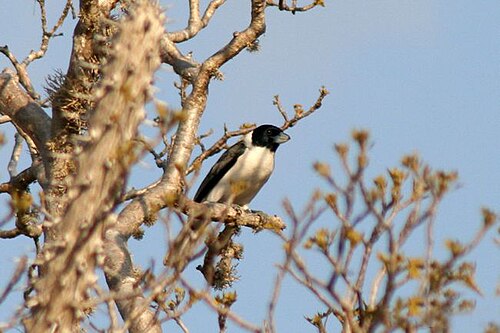 Vanga de Lafresnaye (Xenopirostris xenopirostris)