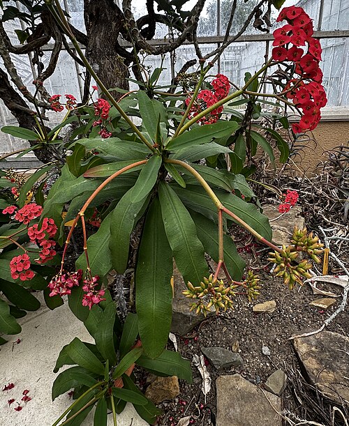 Euphorbia hislopii