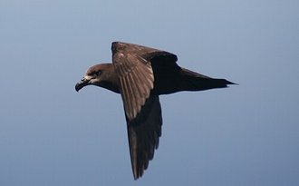 Pétrel noir (Pterodroma macroptera)