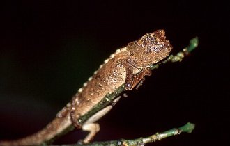 Brookesia ebenaui