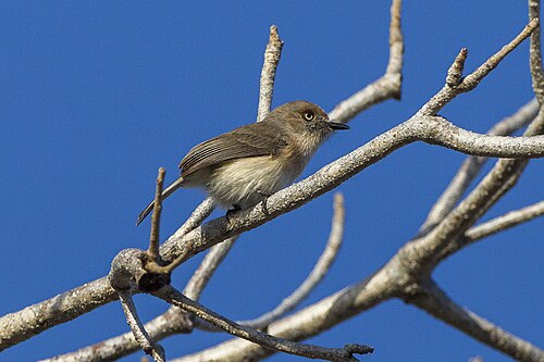 Newtonie d'Archbold (Newtonia archboldi)