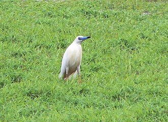 Crabier blanc (Ardeola idae)